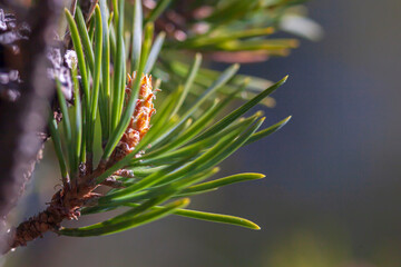 Pine kidney close-up on a sunny day