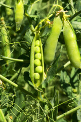Closeup authentic of mature pods of peas growing in garden before the harvest