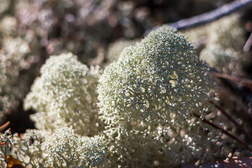A close-up of the lichen growing on cain