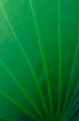 Textured leaf of lotus with green nature background and sunrise light, Lotus leaf is an herb with many medicinal properties and in some countries in Asia used it as a container for food wrapping.