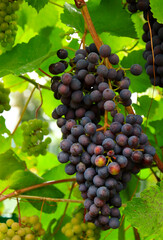 Unripe purple grape bunch hanging on the vine in summer garden. 