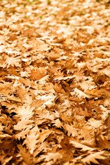 Dry Autumn Leaves in Nature