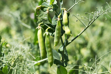 Closeup authentic of mature pods of peas growing in garden before the harvest