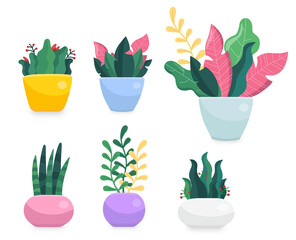 Set of plants in colourful pots