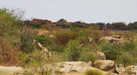Giraffen im Naturreservat im National Park Südafrika