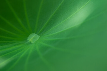 Textured leaf of lotus with green nature background and sunrise light, Lotus leaf is an herb with many medicinal properties and in some countries in Asia used it as a container for food wrapping.