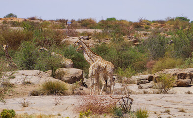 Obraz na płótnie Canvas Giraffen im Naturreservat im National Park Südafrika