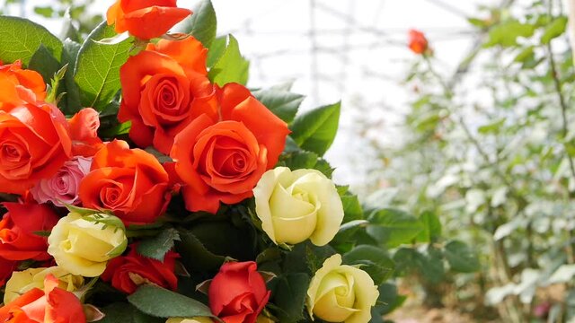 Greenhouse roses growing in small business gardening