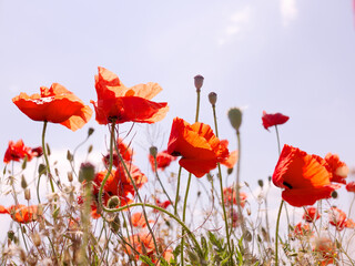 Authentic landscape of wild red poppies against the sky as background for design. Selective focus and space in the zone blurring compositions for the production of advertising and text.