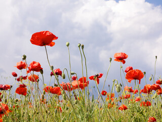 Obraz premium Authentic landscape of wild red poppies against the sky as background for design. Selective focus and space in the zone blurring compositions for the production of advertising and text.