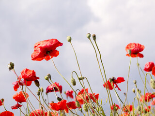 Obraz premium Authentic landscape of wild red poppies against the sky as background for design. Selective focus and space in the zone blurring compositions for the production of advertising and text.