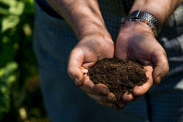 Old white female hands hold a handful of soil in a vegetable garden.