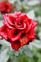 Beautiful bright red roses with drops of water after rain. Soft selective focus.