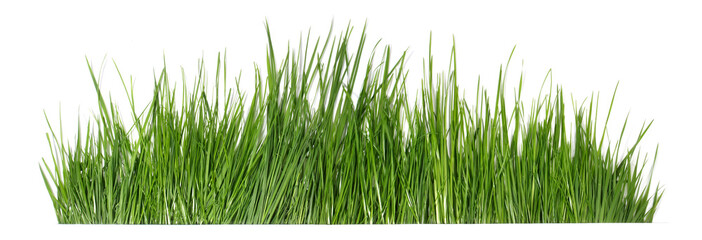 Grass isolated on white - Panorama