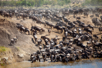 The great annual migration in kenya