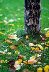 Dry Autumn Leaves in Nature