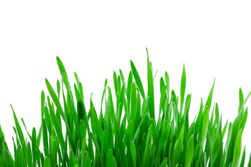 Close-up of  wheatgrass  on white background.