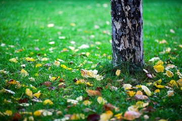 Dry Autumn Leaves in Nature