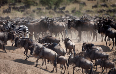 The great annual migration in kenya