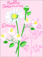 Blossom flowers on violet background design vector character illustration