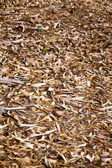 Dry Autumn Leaves in Nature