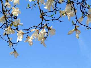Authentic landscape magnolia flowers against the sky, backlit, backlight, as a background for setting advertising or text.