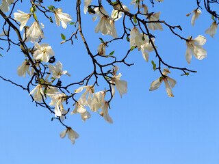 Authentic landscape magnolia flowers against the sky, backlit, backlight, as a background for setting advertising or text.
