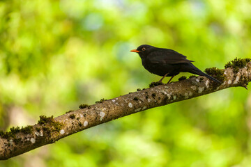 Blackbird sits on a branch of a tree on a sunny day