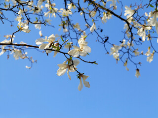 Authentic landscape magnolia flowers against the sky, backlit, backlight, as a background for setting advertising or text.