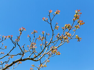 Authentic landscape branch with leaves against the sky, backlight, as a background for setting advertising or text.