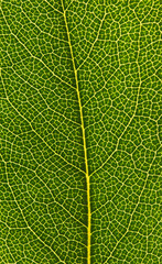 Green Seasonal Leaves in Nature