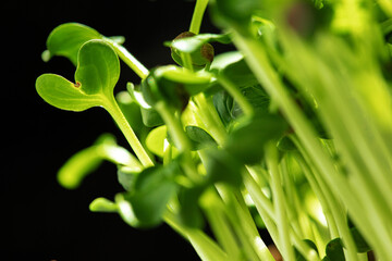 Young baby plant sprouts close up against black background