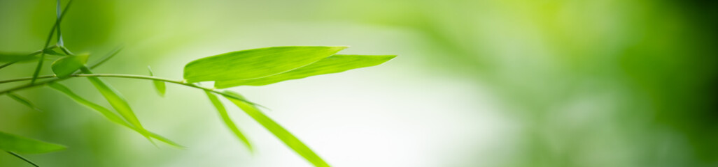 Nature of green leaf in garden at summer. Natural green leaves plants using as spring background cover page greenery environment ecology wallpaper