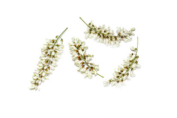Blossoming acacia with leafs isolated on white background, black locust, Acacia flowers, Robinia pseudoacacia (White acacia)