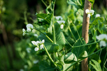 Close up of green peas plants in a vegetable garden.