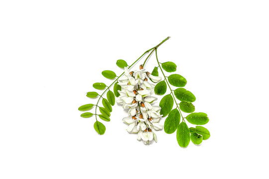 Blossoming acacia with leafs isolated on white background, black locust, Acacia flowers, Robinia pseudoacacia (White acacia)