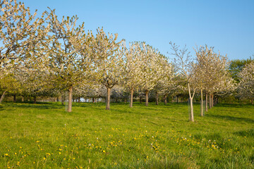 Blühende Kirschbäume, Lanstrop, Dortmund, Ruhrgebiet, Nordrhein-Westfalen, Deutschland, Europa