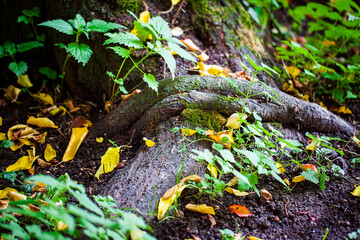 Green Seasonal Leaves in Nature