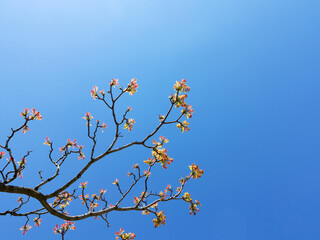 Authentic landscape branch with leaves against the sky, backlight, as a background for setting advertising or text.