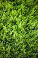 Green Seasonal Leaves in Nature