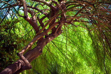 Fototapeta premium Green Seasonal Leaves in Nature