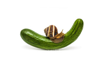 closeup of snail in profile eating green cucumber isolated on white