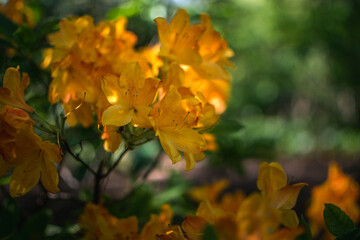 Close-up of yellow flowers