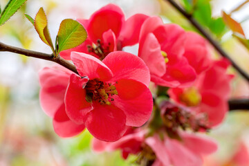 Obraz premium Authentic beautiful flowers on blurred background, bokeh. Soft selective focus. Closeup image.