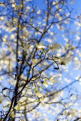 Authentic landscape magnolia flowers against the sky, backlit, backlight, as a background for setting advertising. Bokeh