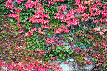 Abstract Background Natural Leaves on Wall