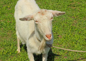 white hornless goat tied to a rope in a meadow looking at the camera