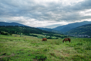 Horses on a beautiful pasture in the mountains