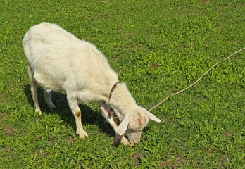 Obraz premium White hornless goat in a collar and with a rope eats grass in a green meadow