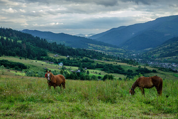 Fototapeta premium Horses on a beautiful pasture in the mountains